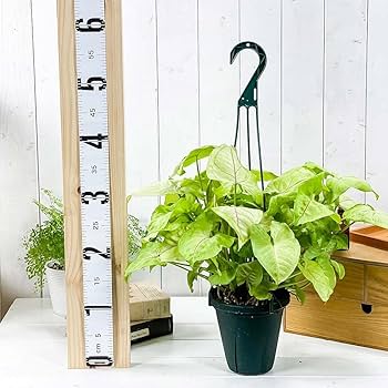 Amazon｜PLANCHU 観葉植物 シンゴニウム ゴールデンアリュー